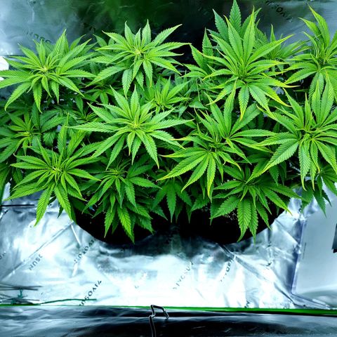 Bubba Kush growlog timeline photo