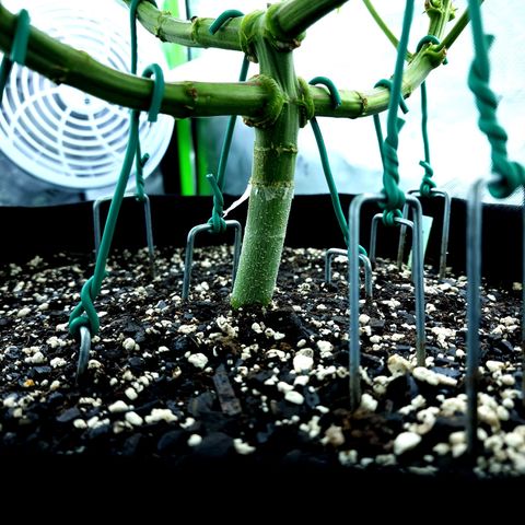 Bubba Kush growlog timeline photo