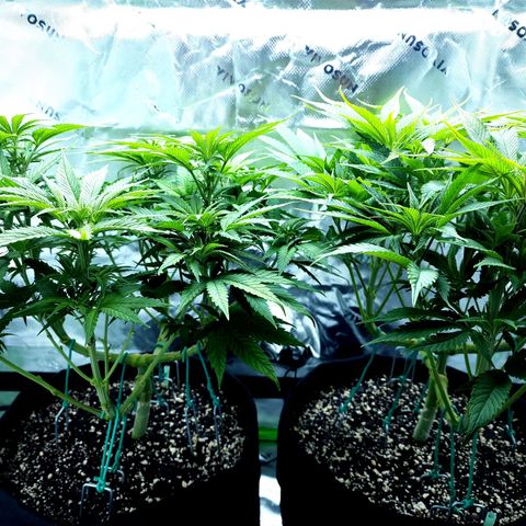 Bubba Kush growlog timeline photo