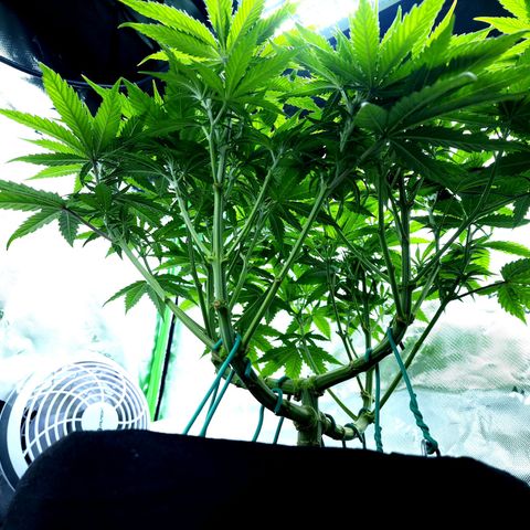 Bubba Kush growlog timeline photo