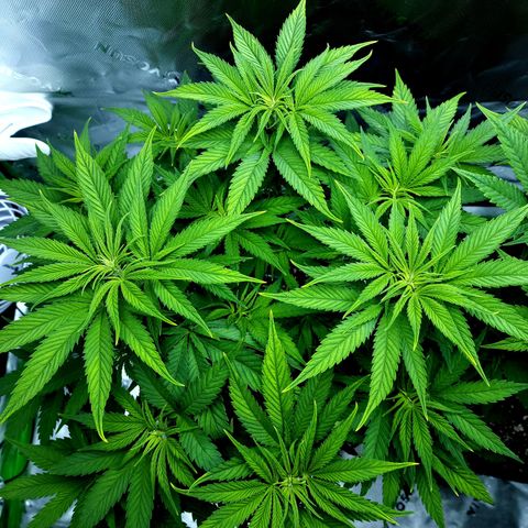 Bubba Kush growlog timeline photo