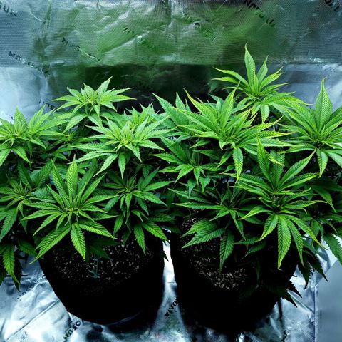 Granddaddy Purple growlog timeline photo