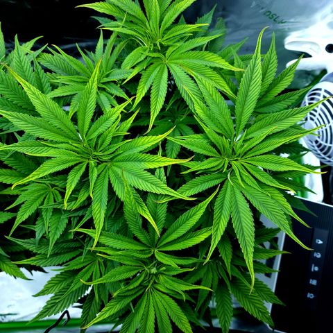 Granddaddy Purple growlog timeline photo