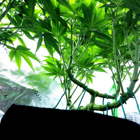 Granddaddy Purple growlog timeline photo