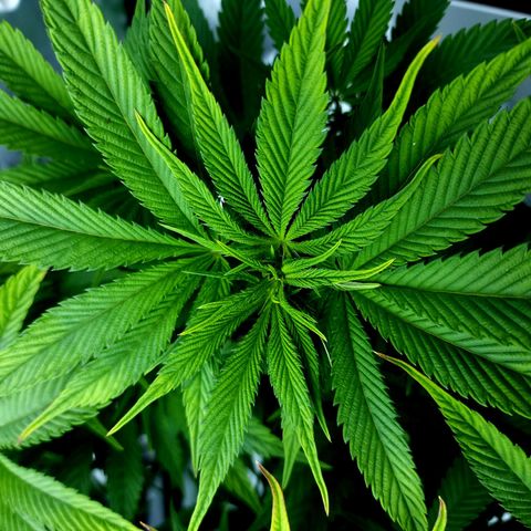 Granddaddy Purple growlog timeline photo