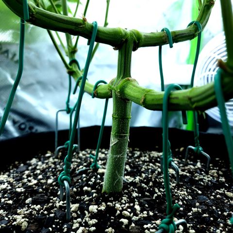 Granddaddy Purple growlog timeline photo