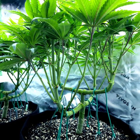 Granddaddy Purple growlog timeline photo