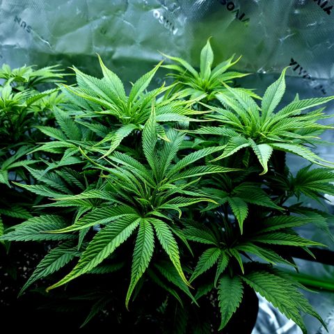 Granddaddy Purple growlog timeline photo