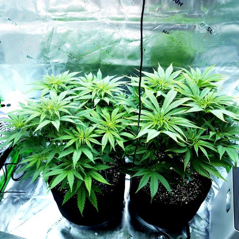 Bubba Kush growlog timeline photo