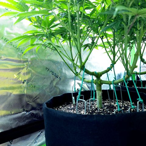 Bubba Kush growlog timeline photo