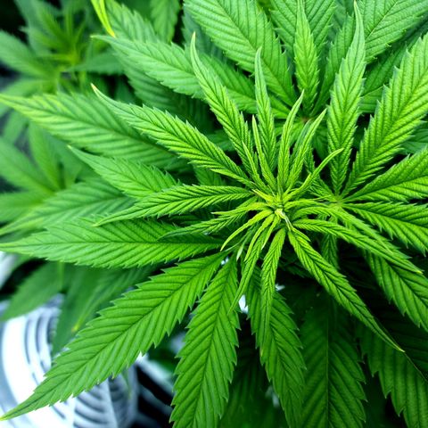 Bubba Kush growlog timeline photo