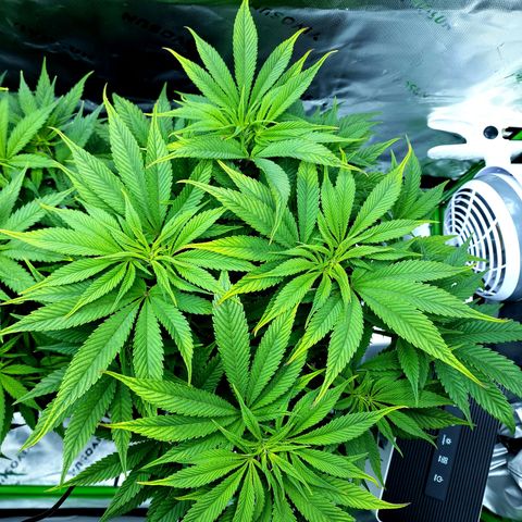 Granddaddy Purple growlog timeline photo