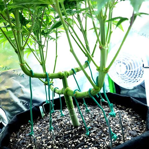 Granddaddy Purple growlog timeline photo