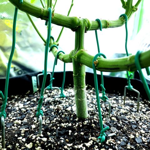 Granddaddy Purple growlog timeline photo