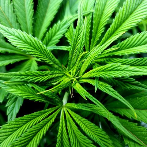 Granddaddy Purple growlog timeline photo