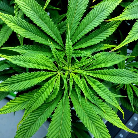 Granddaddy Purple growlog timeline photo