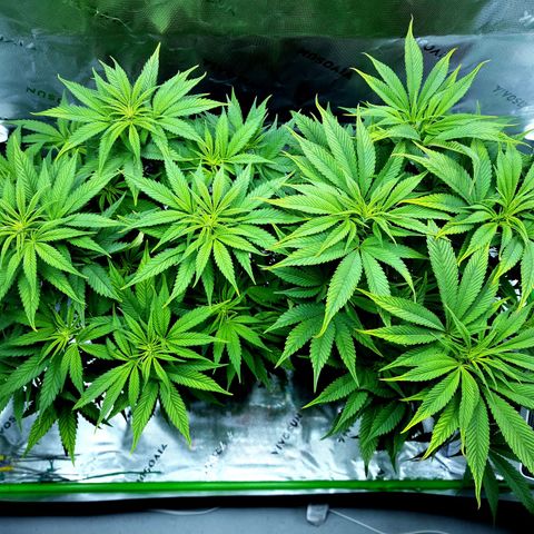Granddaddy Purple growlog timeline photo