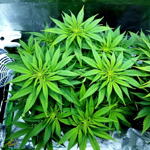 Bubba Kush growlog timeline photo