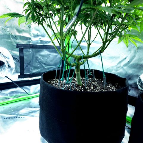 Bubba Kush growlog timeline photo