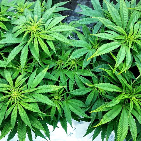 Bubba Kush growlog timeline photo