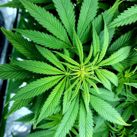 Bubba Kush growlog timeline photo