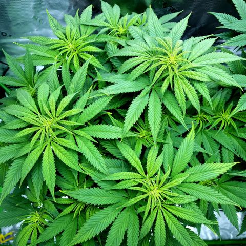 Bubba Kush growlog timeline photo