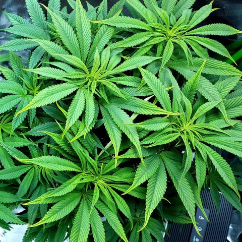 Granddaddy Purple growlog timeline photo