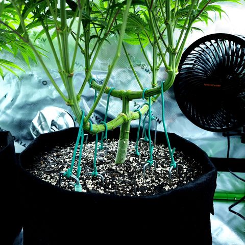 Granddaddy Purple growlog timeline photo