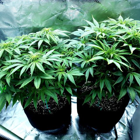 Granddaddy Purple growlog timeline photo