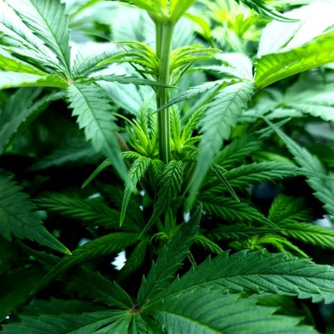 Granddaddy Purple growlog timeline photo