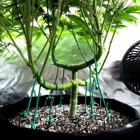 Granddaddy Purple growlog timeline photo