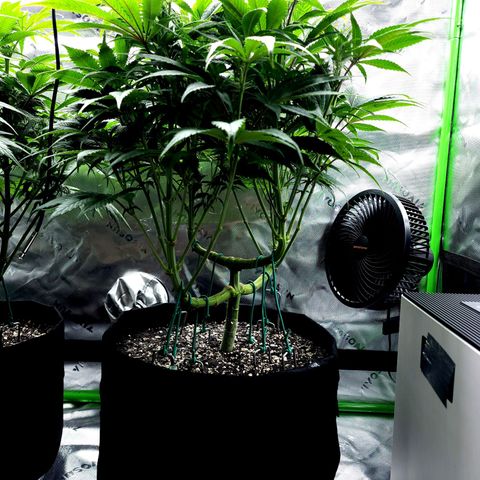 Granddaddy Purple growlog timeline photo