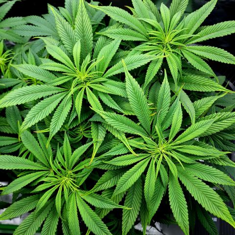 Granddaddy Purple growlog timeline photo