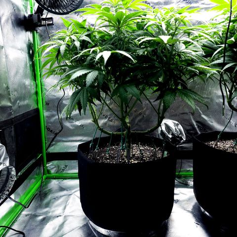 Bubba Kush growlog timeline photo