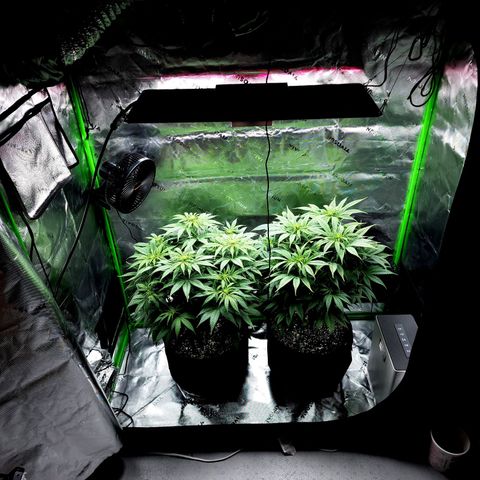Bubba Kush growlog timeline photo