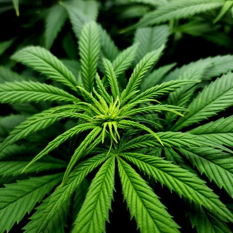 Bubba Kush growlog timeline photo