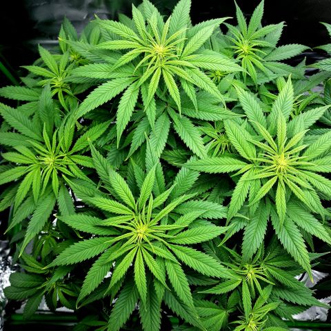 Bubba Kush growlog timeline photo
