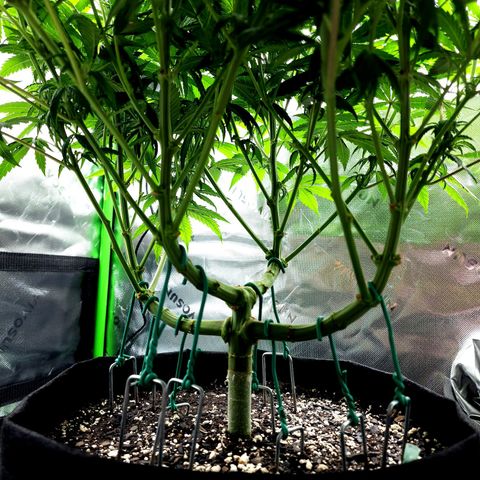 Bubba Kush growlog timeline photo