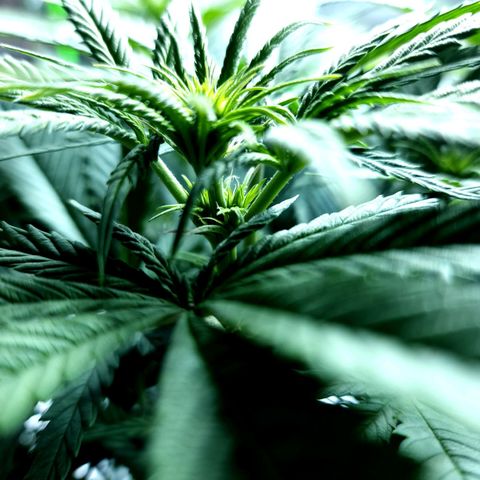 Bubba Kush growlog timeline photo