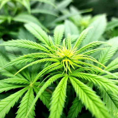 Bubba Kush growlog timeline photo