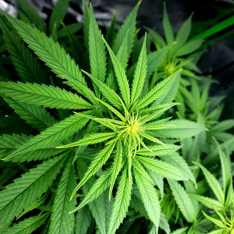 Bubba Kush growlog timeline photo
