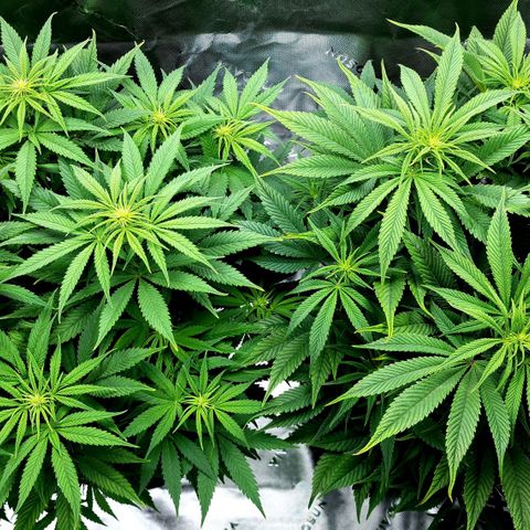 Granddaddy Purple growlog timeline photo