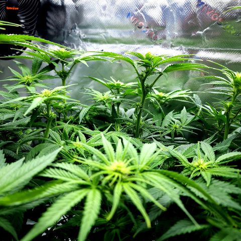 Bubba Kush growlog timeline photo