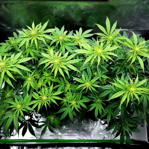 Bubba Kush growlog timeline photo