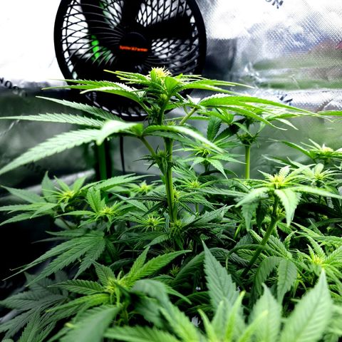 Bubba Kush growlog timeline photo