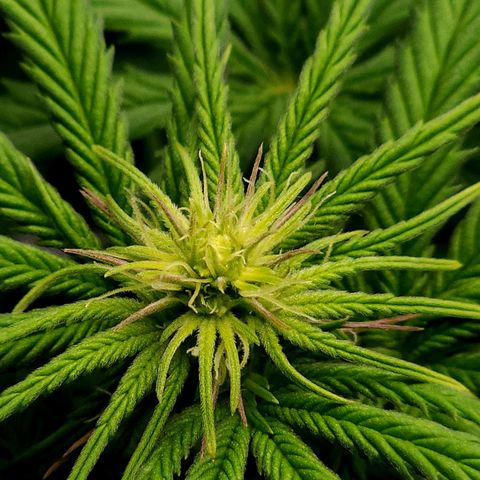 Bubba Kush growlog timeline photo