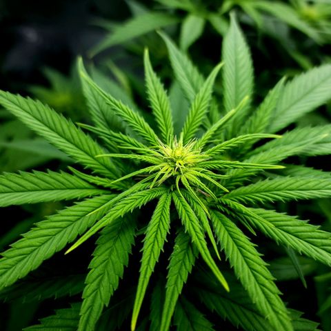 Bubba Kush growlog timeline photo