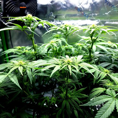 Bubba Kush growlog timeline photo