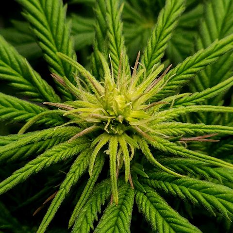 Granddaddy Purple growlog timeline photo