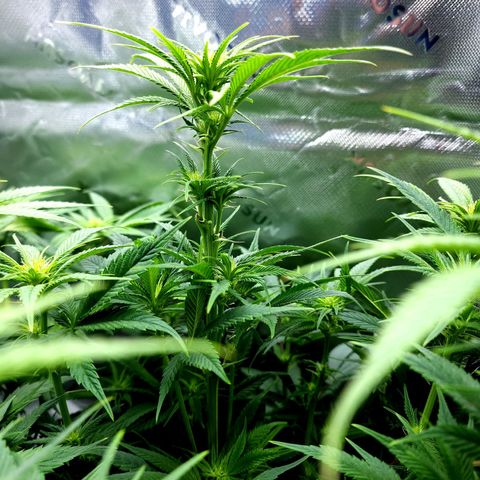 Granddaddy Purple growlog timeline photo
